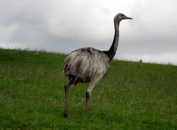 Bird standing in a field
