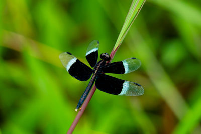 Close-up of butterfly on flower