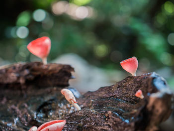 Close-up of red rose on rock