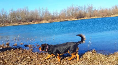 Dog by lake against sky