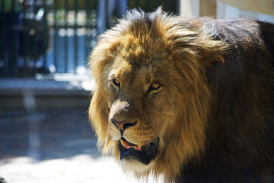 Close-up of lion standing in zoo