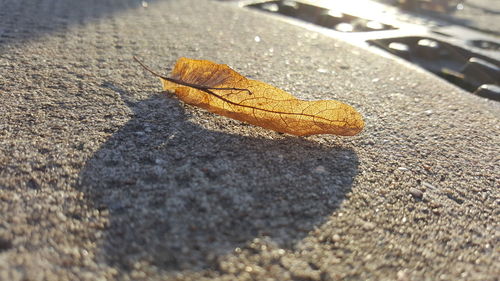 Close-up of dry autumn leaf