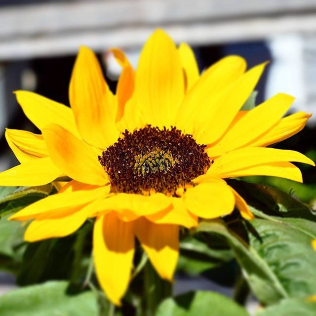 CLOSE-UP OF SUNFLOWER BLOOMING OUTDOORS