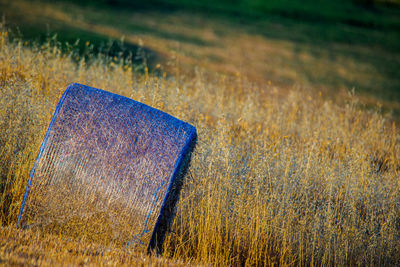 Close-up of grass in field