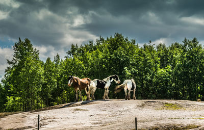 Horses on field against sky