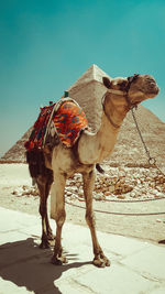 Horse standing on sand at desert