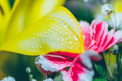 Close-up of water drops on yellow flower