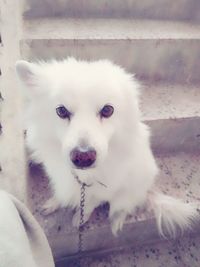 Close-up portrait of white dog