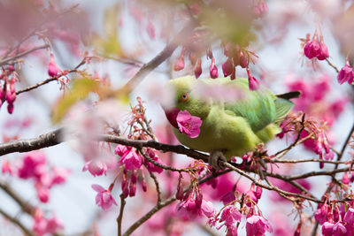 Close-up of fresh pink cherry blossoms in spring