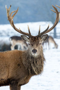 Close-up of deer on snow covered land