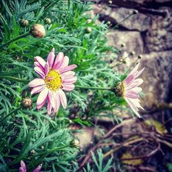 Close-up of pink flower