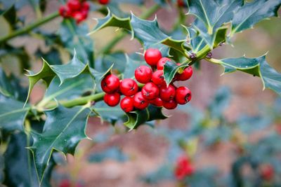 Close-up of red berries growing on tree