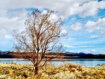 Bare tree by lake against sky
