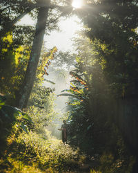 Trees in forest