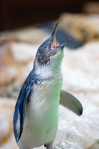 Close up of penguin in snow