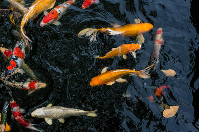 High angle view of koi carps swimming in lake