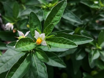 Close-up of flowering plant