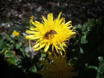 Close-up of bee pollinating on yellow flower