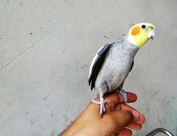 Close-up of hand holding bird