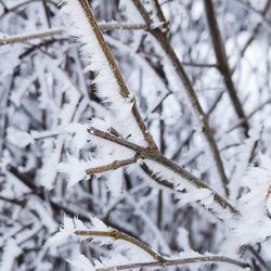 Close-up of snow covered plant