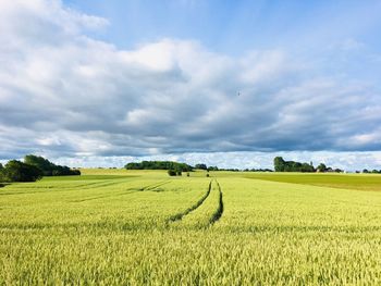 Scenic view of agricultural field against sky