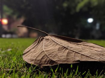 Close-up of a fallen leaf on field at night.