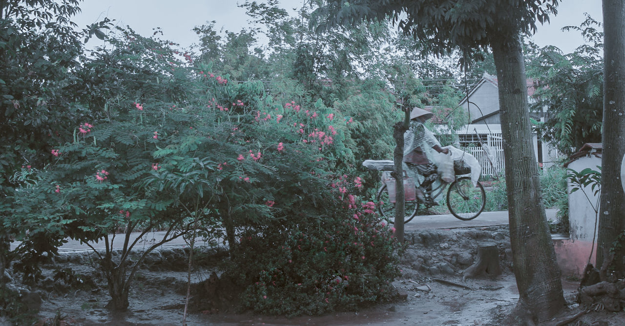 TREES AND PLANTS GROWING IN GARDEN