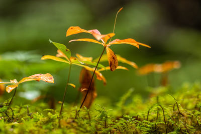 Close-up of plant growing on field