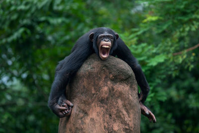 Angry chimpanzee on rock at zoo