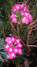 Close-up of pink flowers