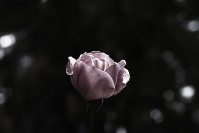 Close-up of fresh rose blooming outdoors