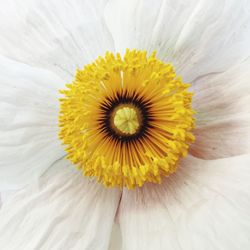 Close-up of yellow flower pollen