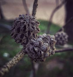 Close-up of plant against blurred background