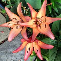 Close-up of red lily blooming outdoors