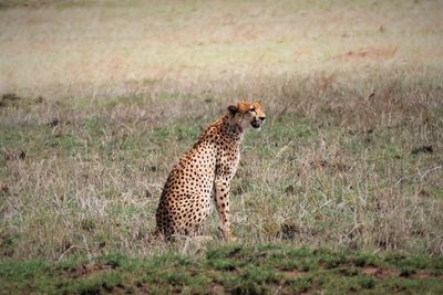 Giraffe on field