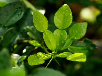 Close-up of water drops on leaves