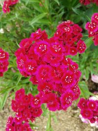 Close-up of pink flowers