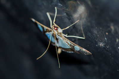 Close-up of insect