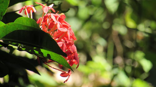 Close-up of red flowers