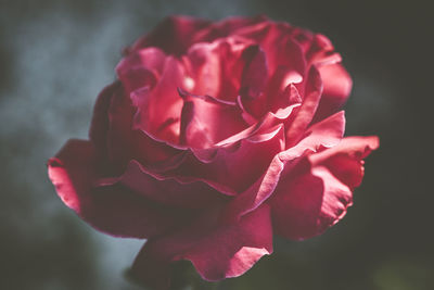 Close-up of pink rose