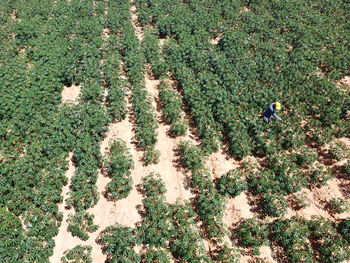 High angle view of flowering plants on field