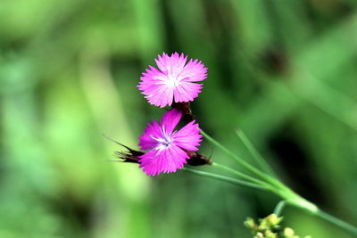 Close-up of purple flowering plant