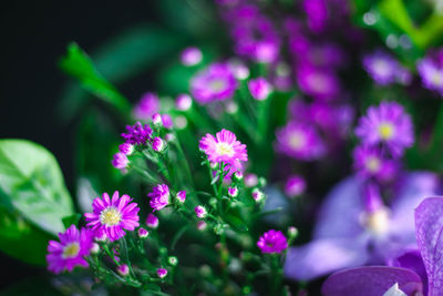 Close-up of pink flowering plant