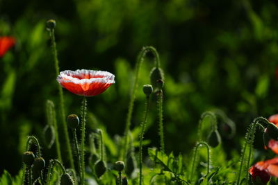 Close-up of red poppy flower