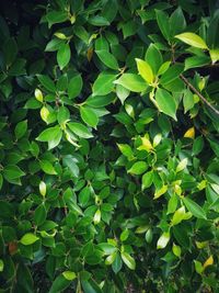 Full frame shot of plants