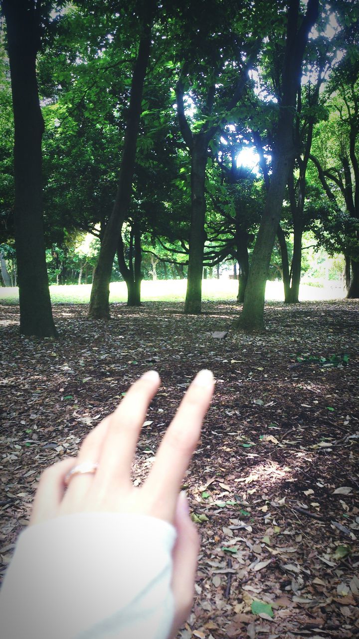 personal perspective, tree, person, lifestyles, leisure activity, part of, low section, barefoot, cropped, relaxation, sunlight, unrecognizable person, leaf, nature, human foot