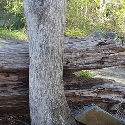 Close-up of tree trunk