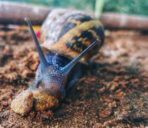 Close-up of snail