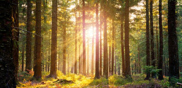 Sunlight streaming through trees in forest