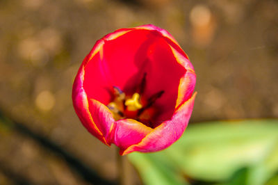 Close-up of pink flower